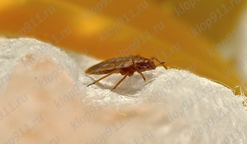 Der Körper des Parasiten ist flach