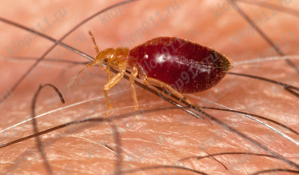 Larva stjenica nakon zasićenja
