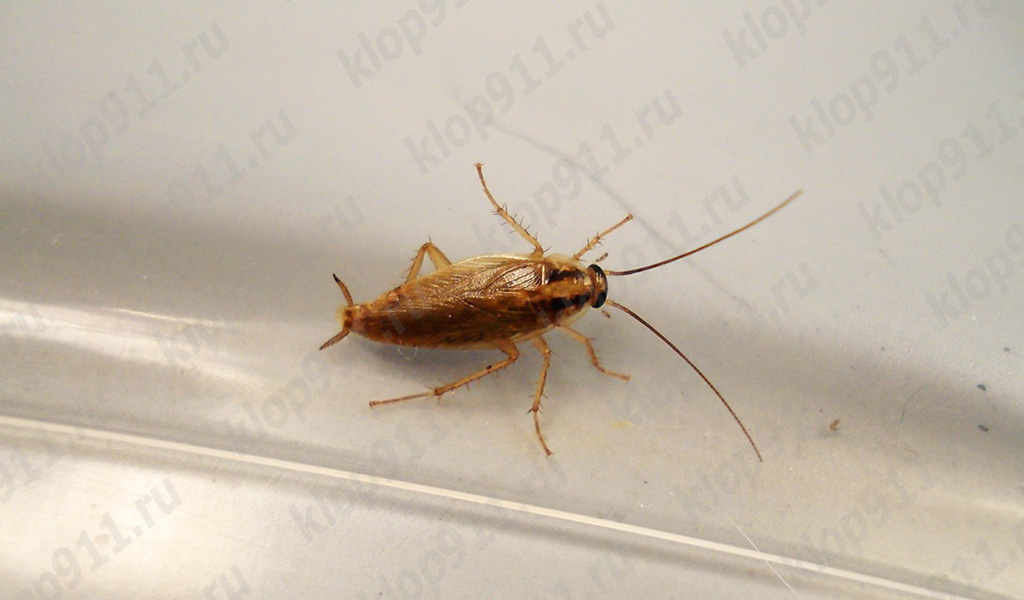Vīrietis