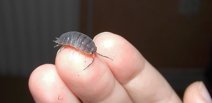 Vedlus