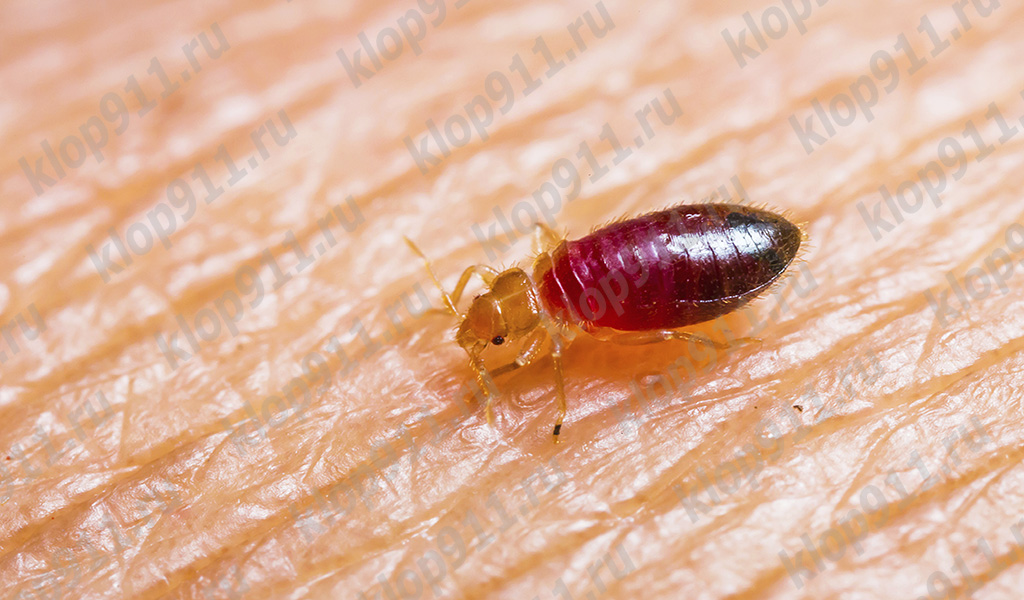 Larva de ploșnițe de pat