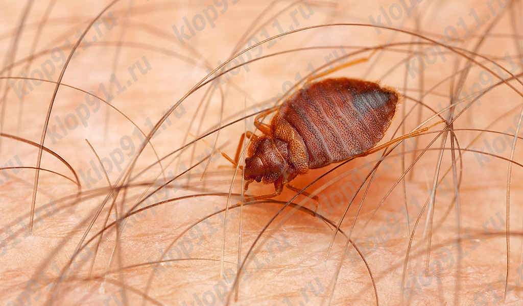 Bug-ul face mai multe mușcături deodată