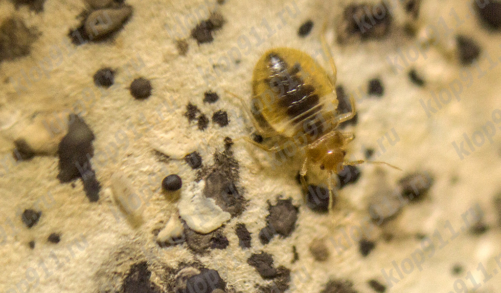 Larva de ploșnițe de pat