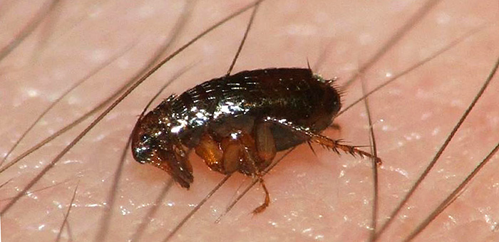 purici