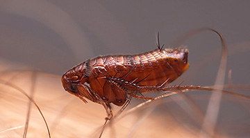 purici