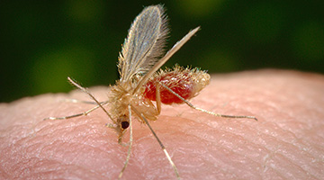 Insecte