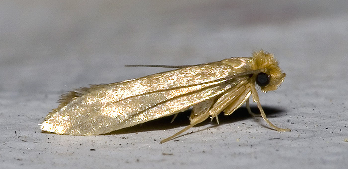 Krtko