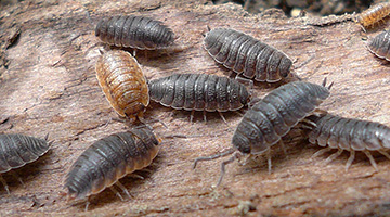 lesnica