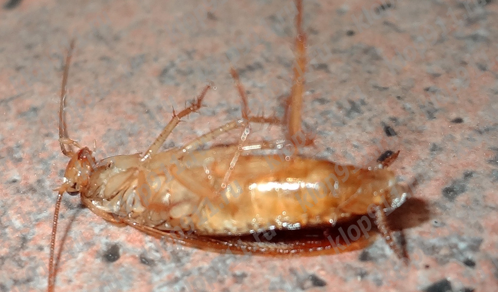 ölü hamamböceği