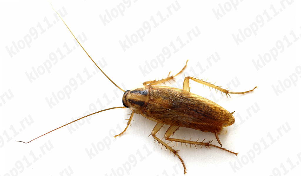 người lớn
