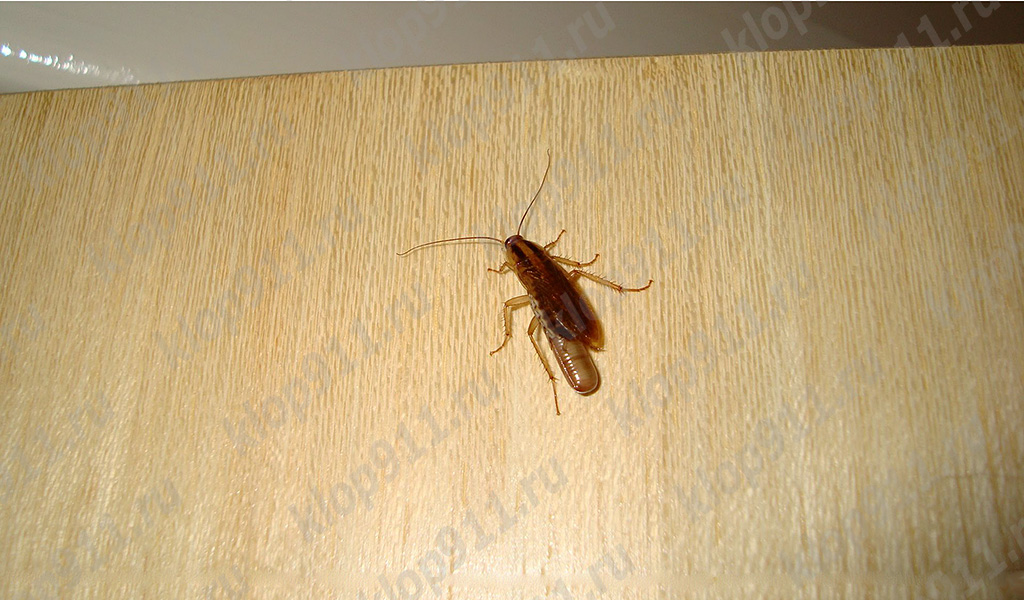Gián cái có trứng (ootheca)