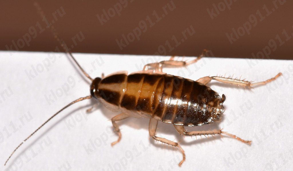 Nymph cận cảnh