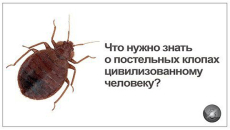 Τι πρέπει να γνωρίζουν όλοι για τους κοριούς