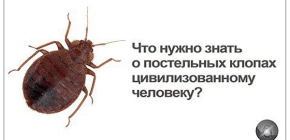 Τι πρέπει να γνωρίζουν όλοι για τους κοριούς