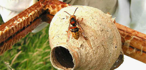 Η ζωή της βασίλισσας hornet - το πιο σημαντικό θηλυκό στη φωλιά