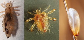 À quoi ressemblent les poux: se familiariser avec les caractéristiques de l'apparence et de la biologie des parasites