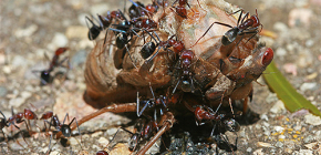 Que mangent les fourmis