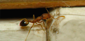 Pièges à fourmis domestiques dans l'appartement