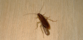 Où les cafards se cachent-ils généralement dans un appartement et peuvent-ils ramper hors des égouts ?