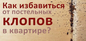 Πώς να απαλλαγείτε από κοριούς σε ένα διαμέρισμα: σημαντικές αποχρώσεις που πολλοί δεν σκέφτονται καν στην πράξη