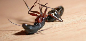Choisir un remède contre les fourmis domestiques dans l'appartement
