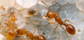 Comment faire sortir les fourmis d'un appartement