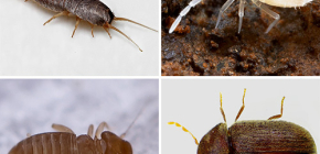 Quels petits insectes peuvent être trouvés dans l'appartement