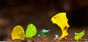 À propos de la vie des fourmis coupeuses de feuilles