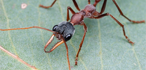 À propos des fourmis bouledogues