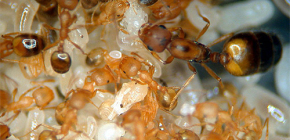 Fourmis pharaons et les combattre