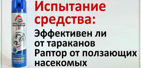 Δοκιμάζουμε την επίδραση του αερολύματος Raptor στις κατσαρίδες