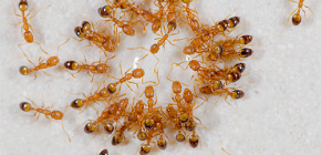 Comment se débarrasser des fourmis domestiques