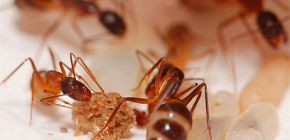 Destruction de fourmis dans l'appartement