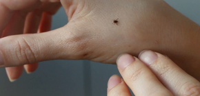 Come proteggersi dalle zecche in natura