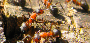 Comment les fourmis se préparent-elles à l'hiver ?