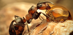 Photos de différents types de fourmis et caractéristiques intéressantes de leur vie