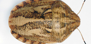 Κοριός (Eurygaster integriceps)