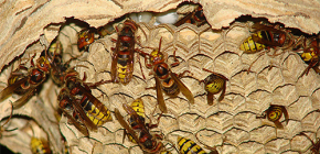 Φωλιές Hornet (φωτογραφία): για τη συσκευή τους και πώς να τις αφαιρέσετε σωστά και με ασφάλεια