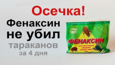 Δοκιμάζουμε τη δράση της σκόνης Phenaksin σε κατσαρίδες - ένα πείραμα με απροσδόκητο αποτέλεσμα ...