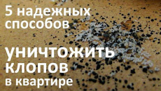 5 τρόποι για να σκοτώσετε τους κοριούς στο διαμέρισμα
