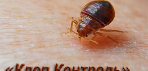 A Klop Control rovartalanítási szolgáltatás és a munkájának jellemzői