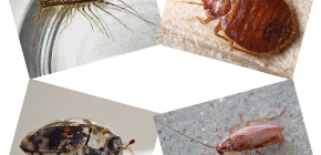 Quels insectes domestiques peuvent être trouvés dans le logement humain: parasites et ravageurs