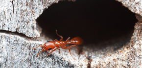 Combien de temps les fourmis vivent-elles habituellement et comment vivent-elles dans une fourmilière