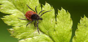 Κρότωνα σκύλου (Ixodes ricinus)