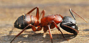 À propos des fourmis tueuses