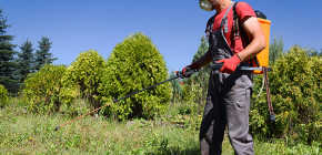 Come trattare l'area dalle zecche