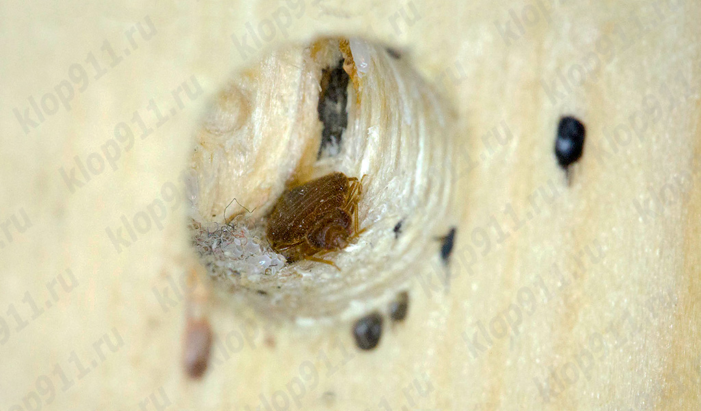 nid de punaises de lit dans les meubles