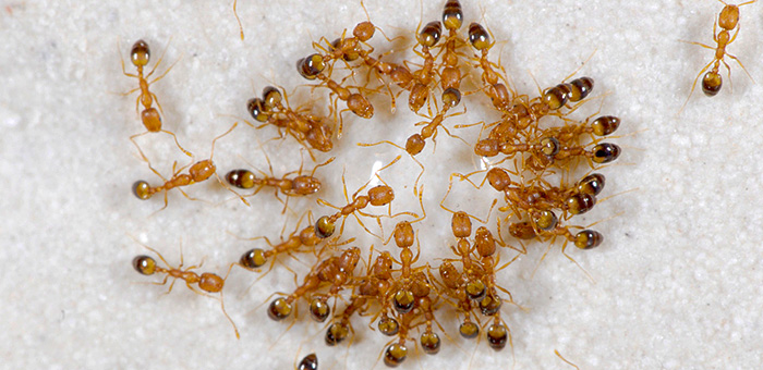 Fourmis