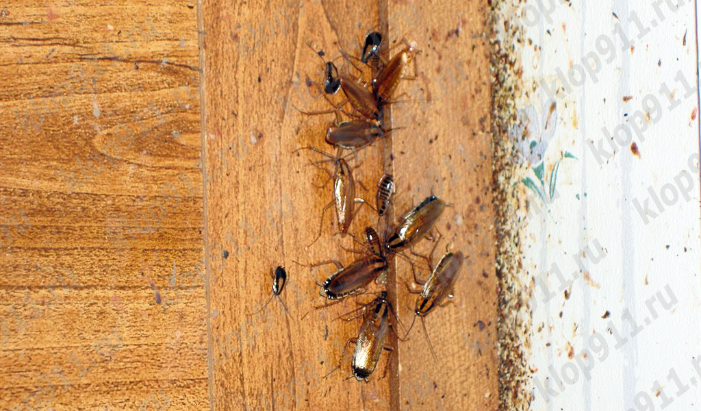 Bactéries sur les pattes des cafards