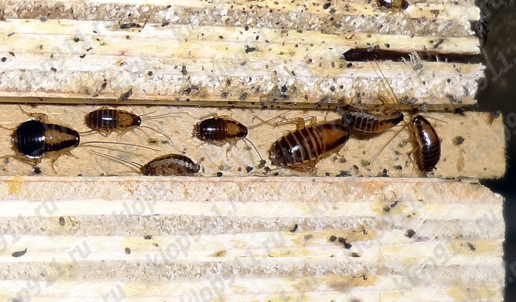 Grappe de nymphes de cafards rouges dans les meubles